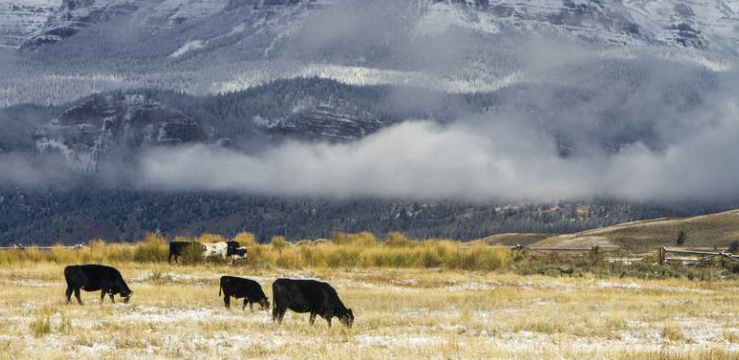 Beef tracking gets easier as BeefChain receives USDA certification