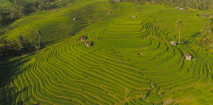 Ant Financial wants to put agriculture on blockchain