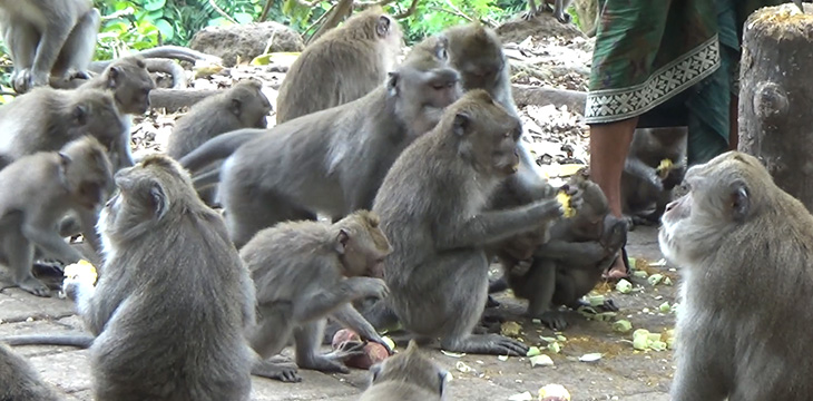 CambrianSV Bootcamp Day 4: Monkey business