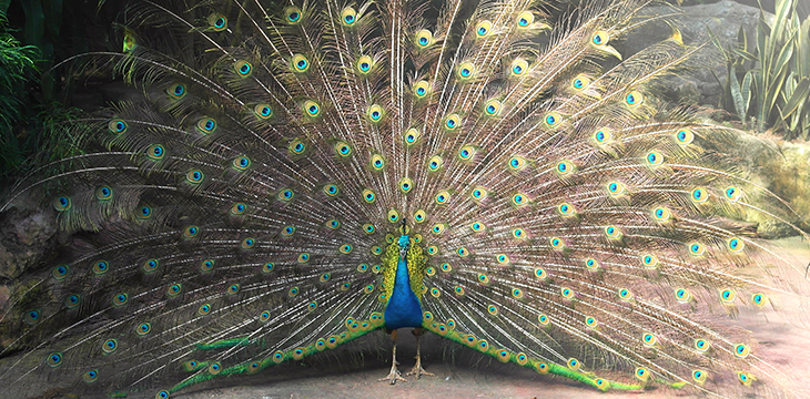 Peacocks matter