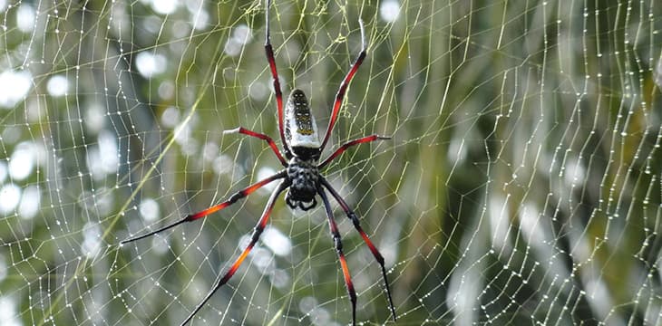 A spider on its web