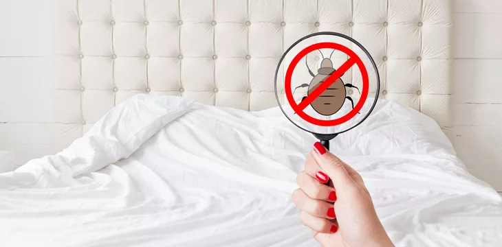 Blockchain vs bedbugs: South Korean engineer uses tech to track infestation