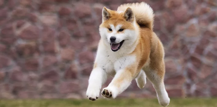 Akita dog society turns to blockchain for pedigree certificates