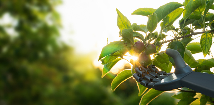 Robot works in a fruit garden